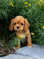 Diana, a female Cavalier King Charles Spaniel for sale in Hardwick, MA – 1 of 1