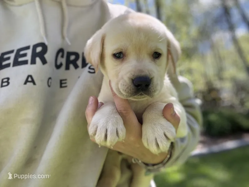 Waylon  – Labrador Retriever puppy for sale in Hardwick, MA