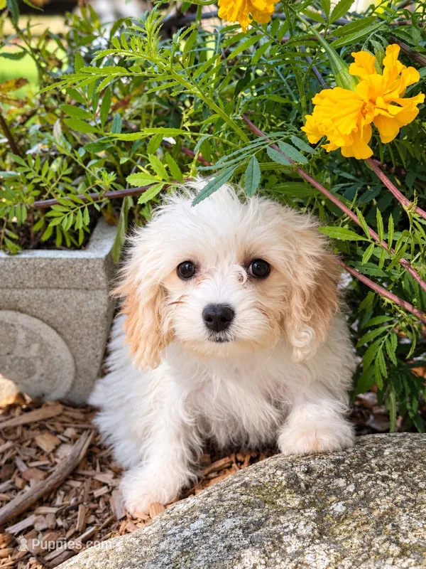 Henrietta – Cavachon puppy for sale in Hardwick, MA