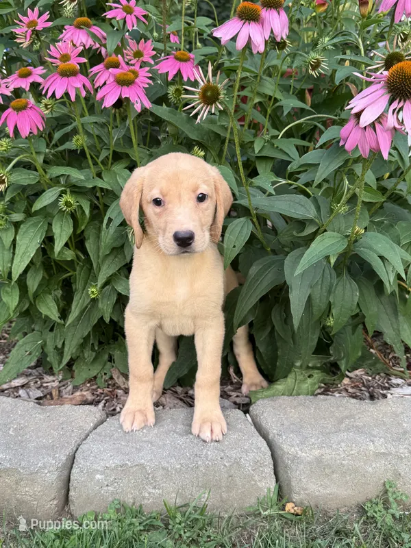Delilah  – Labrador Retriever puppy for sale in Hardwick, MA