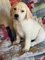 Waylon , a male Labrador Retriever for sale in Hardwick, MA – 6 of 6