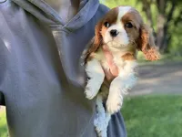 Marshal, a male Cavalier King Charles Spaniel for sale in Hardwick, MA – 2 of 3