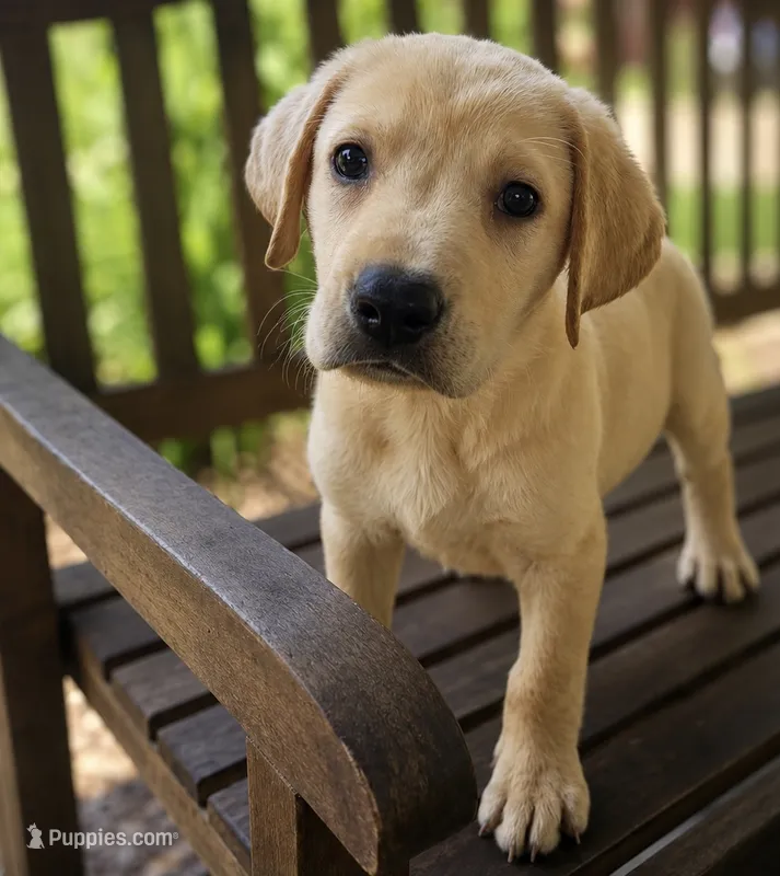Reese – Labrador Retriever puppy for sale in Hardwick, MA