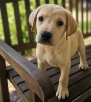 Reese, a male Labrador Retriever for sale in Hardwick, MA – 1 of 1