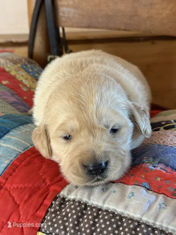 Cookie  – Golden Retriever puppy for sale in Hardwick, MA