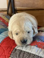 Cookie , a female Golden Retriever for sale in Hardwick, MA – 1 of 2