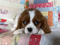 Marshal, a male Cavalier King Charles Spaniel for sale in Hardwick, MA – 3 of 3