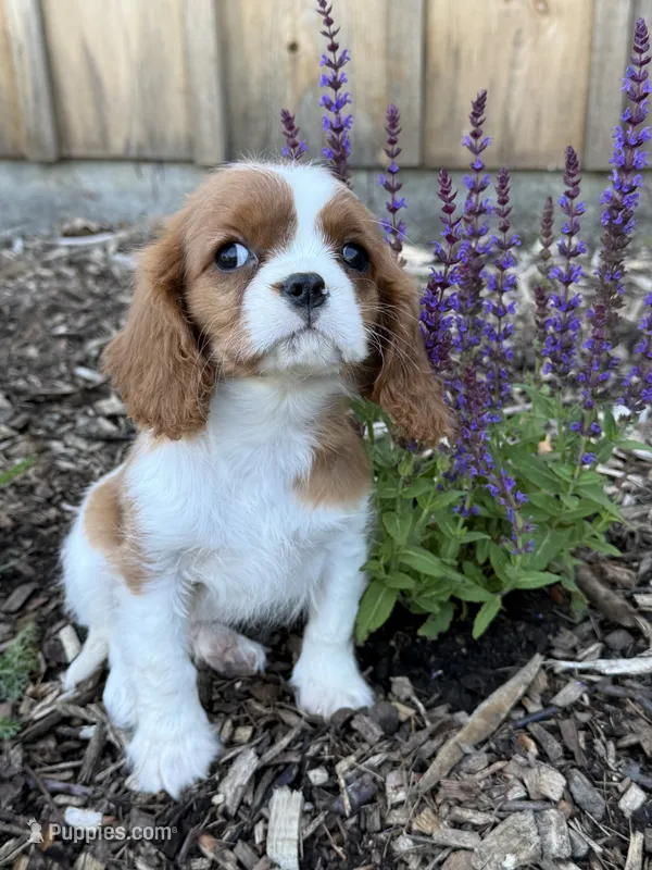 Marshal – Cavalier King Charles Spaniel puppy for sale in Hardwick, MA