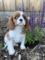 Marshal, a male Cavalier King Charles Spaniel for sale in Hardwick, MA – 1 of 3