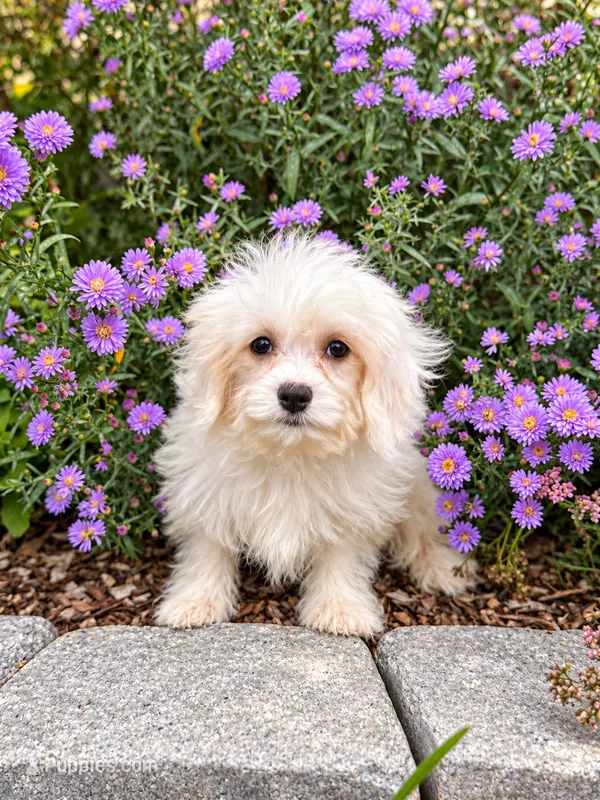 Jocelyn  – Cavachon puppy for sale in Hardwick, MA