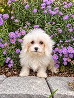 Jocelyn , a female Cavachon for sale in Hardwick, MA – 1 of 3
