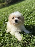 Buddy, a male Cavachon for sale in Hardwick, MA – 2 of 2