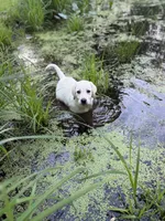 Luna, a female Labrador Retriever for sale in Hardwick, MA – 3 of 3