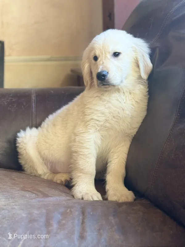 Tanner  – Golden Retriever puppy for sale in Hardwick, MA