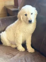 Tanner , a male Golden Retriever for sale in Hardwick, MA – Photo 2 of 2