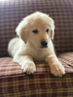 Garrett, a male Golden Retriever for sale in Hardwick, MA – Photo 2 of 2