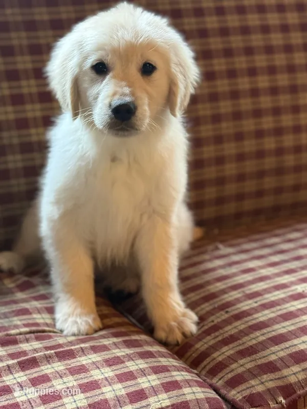 Garrett – Golden Retriever puppy for sale in Hardwick, MA