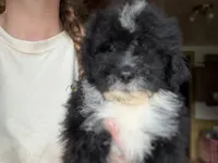 Gibby , a male Miniature Goldendoodle for sale in Hardwick, MA – 2 of 4