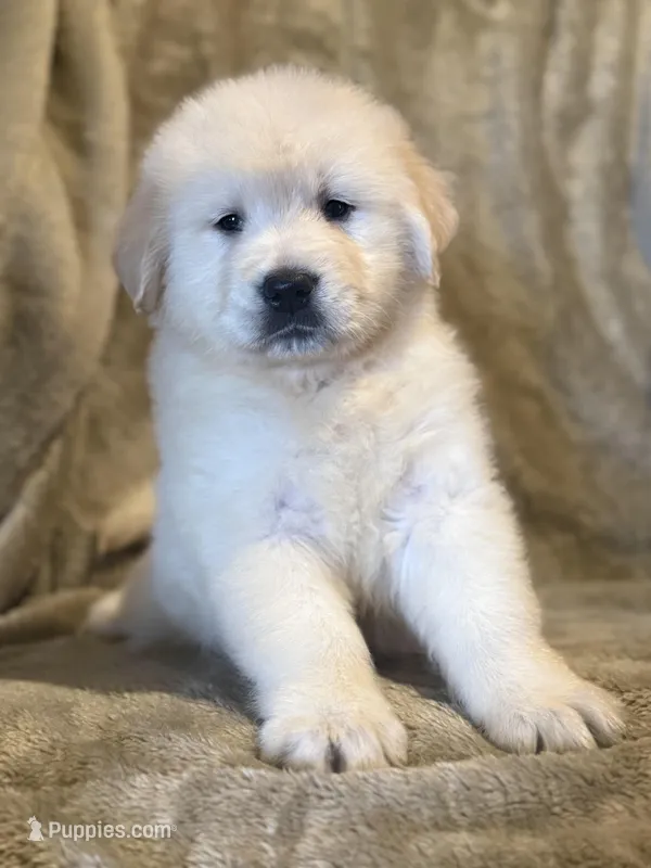Elliot – Golden Retriever puppy for sale in Hardwick, MA