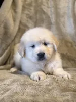 Elliot, a male Golden Retriever for sale in Hardwick, MA – Photo 2 of 2