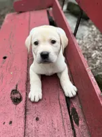 Waylon , a male Labrador Retriever for sale in Hardwick, MA – 4 of 6