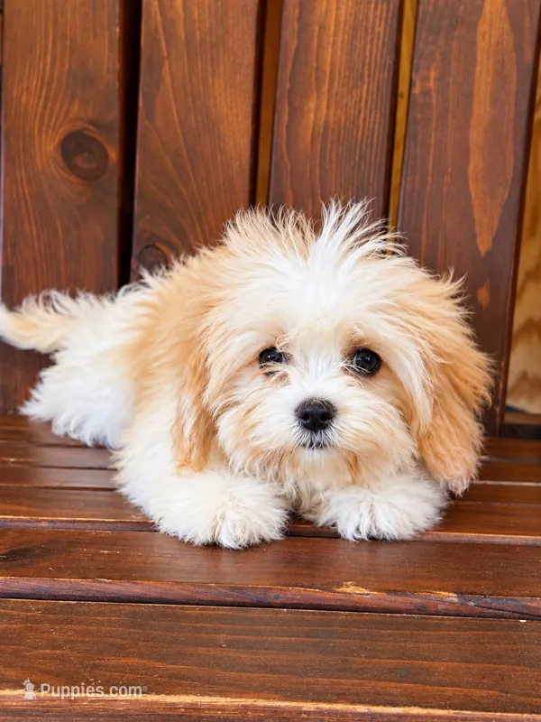 Hannah – Cavachon puppy for sale in Hardwick, MA