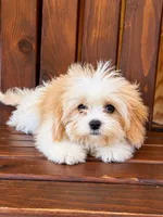 Hannah, a female Cavachon for sale in Hardwick, MA – 1 of 2
