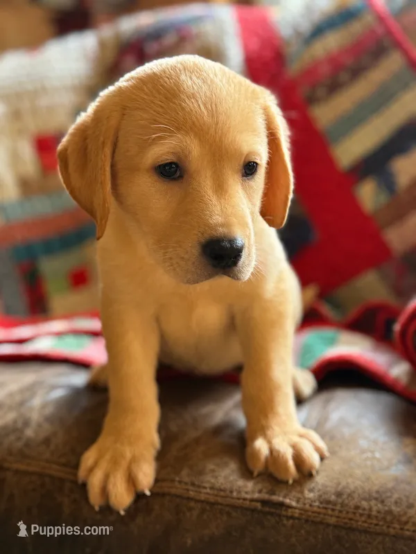 Gouda – Labrador Retriever puppy for sale in Hardwick, MA