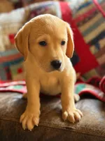 Gouda, a male Labrador Retriever for sale in Hardwick, MA – 1 of 2