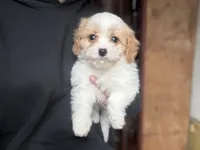 Violet, a female Cavachon for sale in Hardwick, MA – Photo 1 of 2