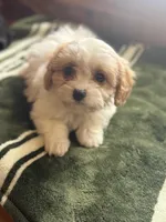 Violet, a female Cavachon for sale in Hardwick, MA – Photo 2 of 2