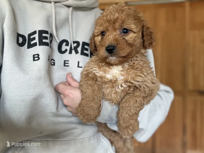 Myla – Miniature Goldendoodle puppy for sale in Hardwick, MA
