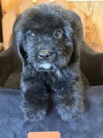 Wesley , a male Miniature Goldendoodle for sale in Hardwick, MA – 4 of 4