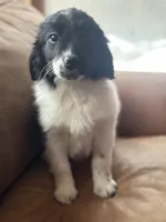 Milo, a male Miniature Goldendoodle for sale in Hardwick, MA – Photo 1 of 3