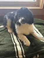 Milo, a male Miniature Goldendoodle for sale in Hardwick, MA – Photo 3 of 3