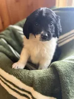 Milo, a male Miniature Goldendoodle for sale in Hardwick, MA – Photo 2 of 3