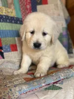 Evelyn, a female English Cream Golden Retriever for sale in Hardwick, MA – Photo 2 of 2