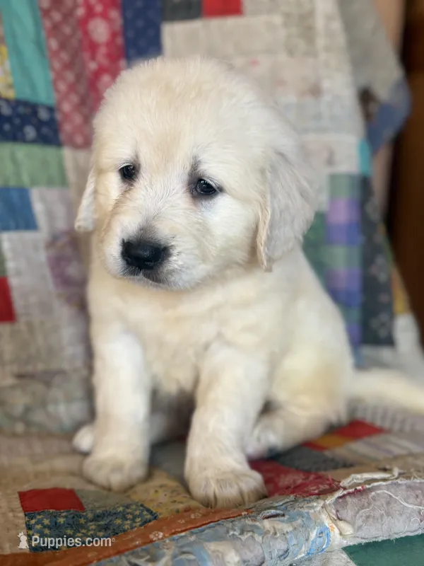 Evelyn – English Cream Golden Retriever puppy for sale in Hardwick, MA
