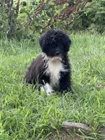 Gibby, a male Miniature Goldendoodle for sale in Hardwick, MA – 3 of 3