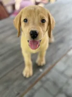Mandy, a female Labrador Retriever for sale in Hardwick, MA – 1 of 2