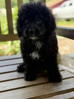 Eden, a male Miniature Goldendoodle for sale in Hardwick, MA – 1 of 3