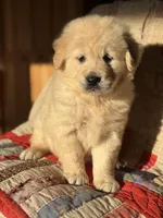Ella , a female Golden Retriever for sale in Hardwick, MA – Photo 3 of 3