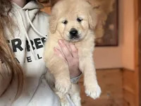 Ella , a female Golden Retriever for sale in Hardwick, MA – Photo 2 of 3