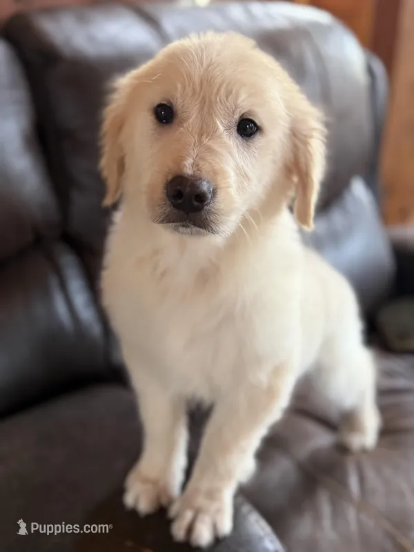 Sheina – Golden Retriever puppy for sale in Hardwick, MA