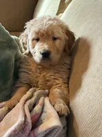Binny , a male Golden Retriever for sale in Hardwick, MA – 2 of 2