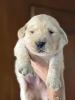 Tiramisu , a female Golden Retriever for sale in Hardwick, MA – 2 of 2