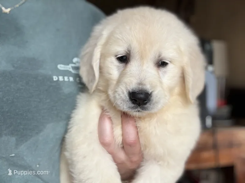 Evelyn – Golden Retriever puppy for sale in Hardwick, MA