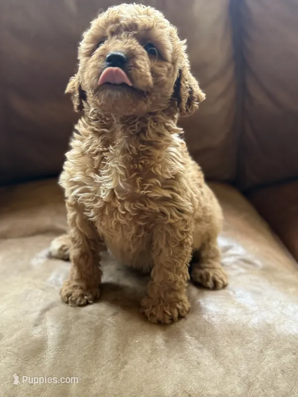 Myla – Miniature Goldendoodle puppy for sale in Hardwick, MA