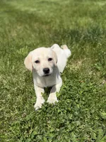 Luna, a female Labrador Retriever for sale in Hardwick, MA – 5 of 5