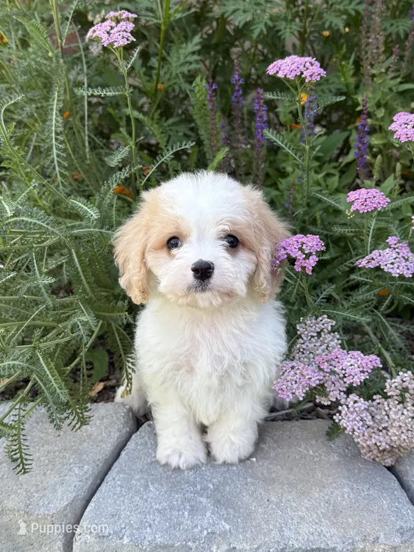 Blake – Cavachon puppy for sale in Hardwick, MA